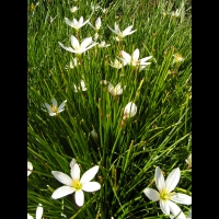 Zephyranthes Atamasco (fam Amaryllidacees) (Am. du nord) (2)